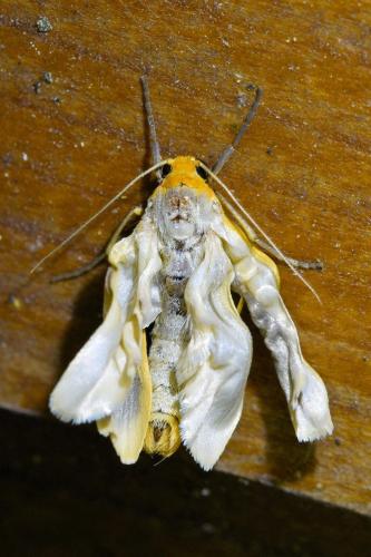 Réf. 329 783 : Eilema sp.